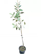 Земляничная гуава -  Psidium cattleyanum D18 H100