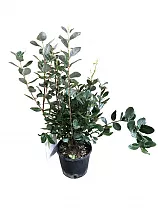 Псидиум, или Гуава -  Psidium D17 H70