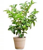 Псидиум, или Гуава -  Psidium D14 H40