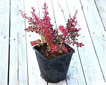 Барбарис тунберга Розетта  - Berberis thunbergii Rosetta D9 H20