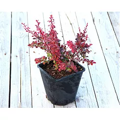 Барбарис тунберга Розетта  - Berberis thunbergii Rosetta D9 H20
