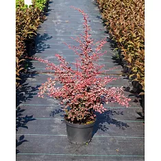 Барбарис тунберга Рози Глоу  - Berberis thunbergii Rose Glow D9 H20