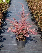 Барбарис тунберга Рози Глоу  - Berberis thunbergii Rose Glow D9 H20