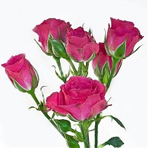 Роза кустовая Lovely Lydia. 10 штук