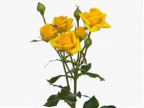 Роза кустовая Marisa. 10 штук