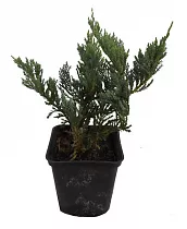 Блю Чип можжевельник горизонтальный (Juniperus squa Blue Chip) D17 H35