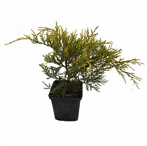 Олд Голд можжевельник средний (Juniperus x pfitz. 'Old Gold') D9 H15