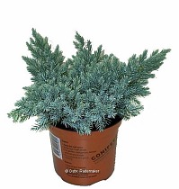 Блю Стар чешуйчатый можжевельник (Juniperus squamata 'Blue Star'|) D14 H45