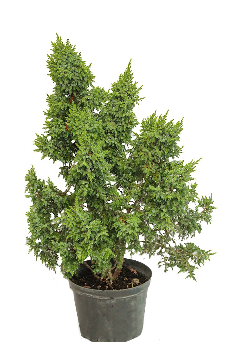 Пингии Лодери можжевельник (Juniperus pingii 'Loderi') D13 H30