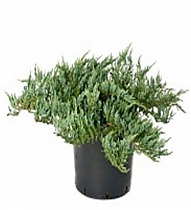Грин Карпет Можжевельник чешуйчатый (Juniperus communis Green Carpet) D17 H25