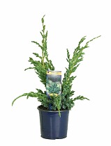 Мейери чешуйчатый можжевельник (Juniperus squamata Meyeri) D13 H25