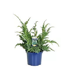 Мейери чешуйчатый можжевельник (Juniperus squamata Meyeri) D10 H20