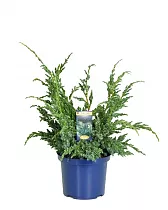 Мейери чешуйчатый можжевельник (Juniperus squamata Meyeri) D10 H20