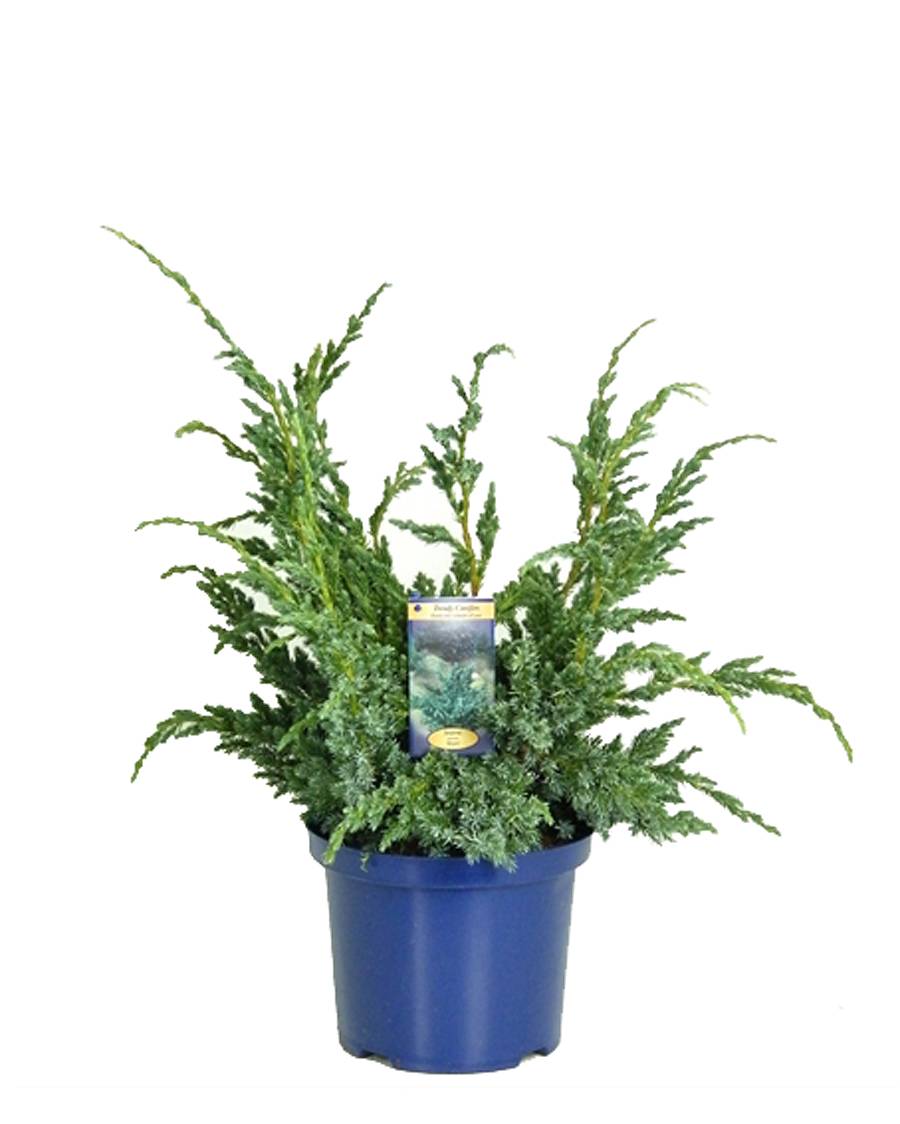 Мейери чешуйчатый можжевельник (Juniperus squamata Meyeri) D10 H20