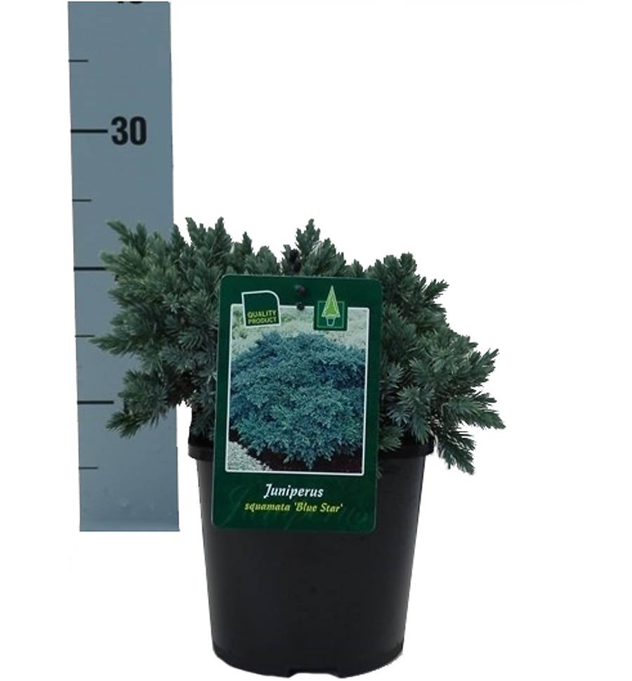 Блю Стар чешуйчатый можжевельник (Juniperus squamata 'Blue Star'|) D9 H20