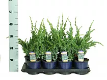 'Мейери' можжевельник чешуйчатый (Juniperus squamata Meyeri) D9 H30