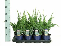 'Мейери' можжевельник чешуйчатый (Juniperus squamata Meyeri) D9 H30