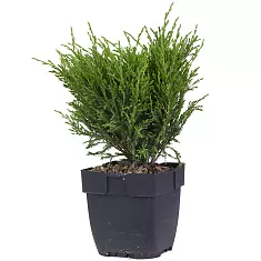"Андорра Компакт"  можжевельник (Juniperus hor. 'Andorra Compact') D13 H40