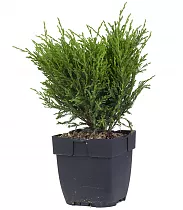 "Андорра Компакт"  можжевельник (Juniperus hor. 'Andorra Compact') D13 H40