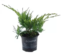 Олд Голд можжевельник средний (Juniperus x pfitz. 'Old Gold') D13 H25