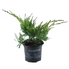 Олд Голд можжевельник средний (Juniperus x pfitz. 'Old Gold') D13 H25
