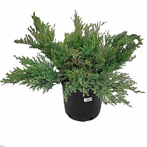 "Андорра Компакт" можжевельник (Juniperus hor. 'Andorra Compact') D17 H35