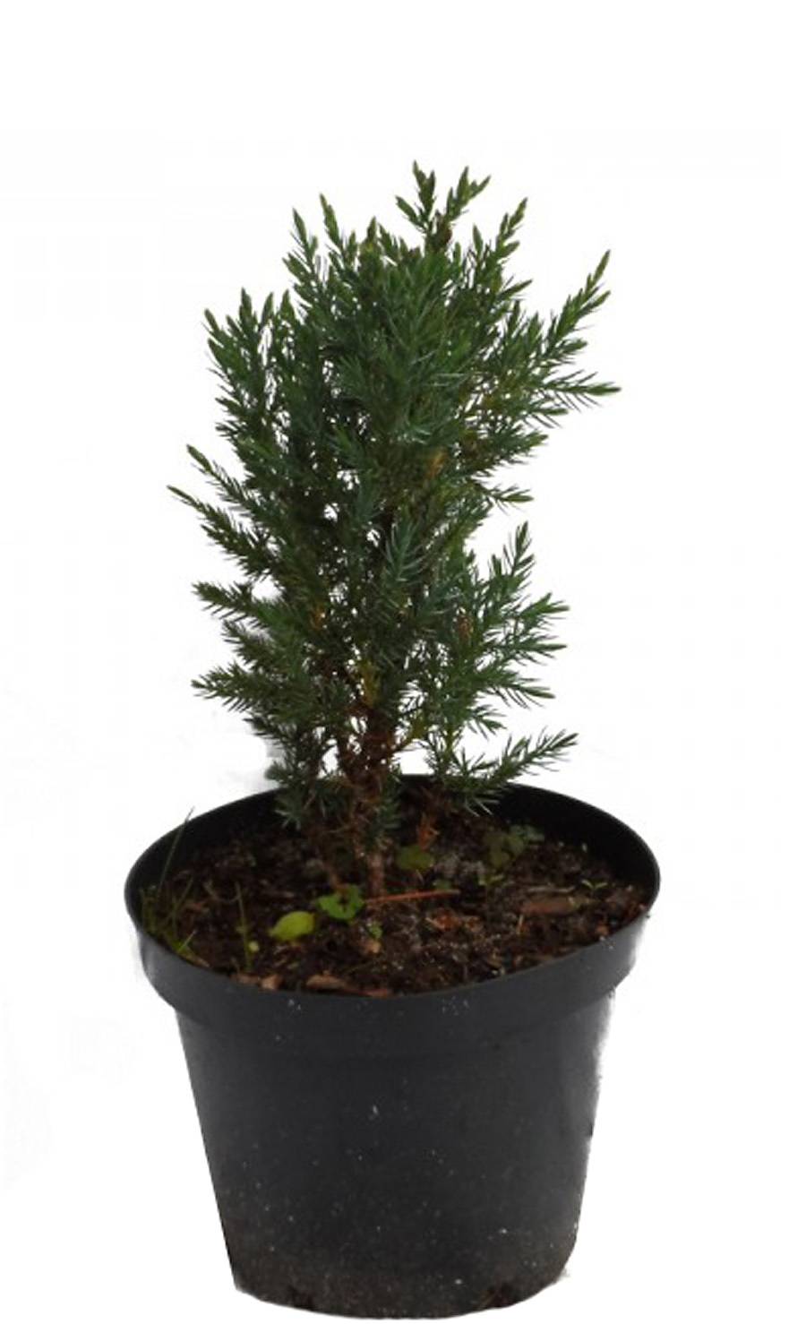 Китайский Можжевельник Стрикта (Juniperus chin. Stricta) D9 H20