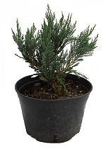Блю Чип можжевельник горизонтальный (Juniperus squa Blue Chip) D9 H15