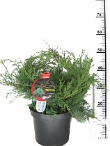 Пфитцера Глаука Можжевельник (Juniperus xpfitz. Pfitz. Glauca) D23 H45