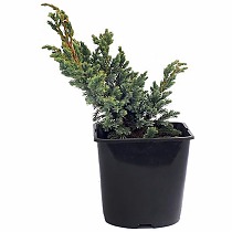 Мейери можжевельник чешуйчатый (Juniperus squamata Meyeri) D19 H45