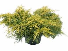 Голд Кост Можжевельник средний  ( Juniperus pftz.  Gold Cost) D19 H25