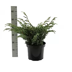 'Мейери' можжевельник чешуйчатый (Juniperus squamata Meyeri) D12 H45