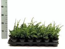 Мейери чешуйчатый можжевельник (Juniperus squamata Meyeri)  D9 H15