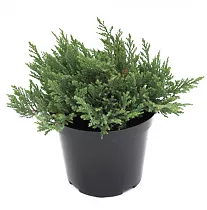 "Андорра Компакт" можжевельник  (Juniperus hor. 'Andorra Compact') D9 H25
