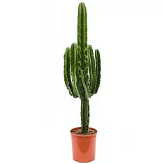 Эуфорбия Триангуларис - Euphorbia triangularis D27 H100
