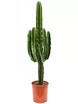 Эуфорбия Триангуларис - Euphorbia triangularis D27 H100