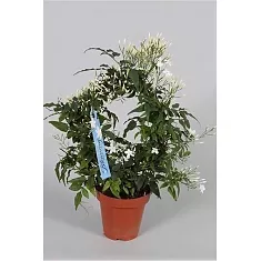 Жасмин многоцветковый - Jasminum polyanthum D12 H40