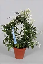 Жасмин многоцветковый - Jasminum polyanthum D12 H40