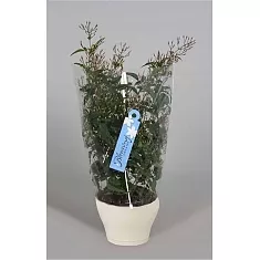 Жасмин многоцветковый - Jasminum polyanthum D17 H50