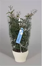Жасмин многоцветковый - Jasminum polyanthum D17 H50