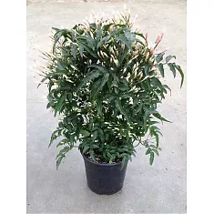 Жасмин многоцветковый - Jasminum polyanthum D13 H30
