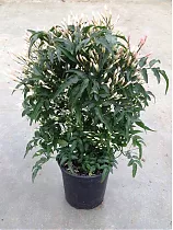 Жасмин многоцветковый - Jasminum polyanthum D13 H30
