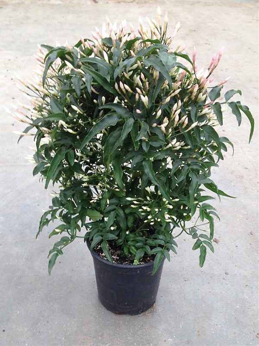 Жасмин многоцветковый - Jasminum polyanthum D13 H30