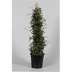Жасмин многоцветковый - Jasminum polyanthum D17 H70