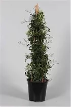 Жасмин многоцветковый - Jasminum polyanthum D17 H70
