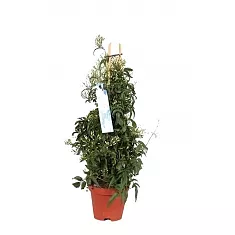Жасмин многоцветковый  - Jasminum polyanthum D12 H50