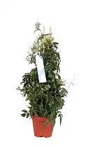 Жасмин многоцветковый  - Jasminum polyanthum D12 H50