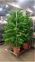 Араукария Хетерофилла - Araucaria D55 H230