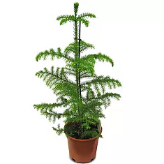 Араукария Хетерофилла - Araucaria D18 H90
