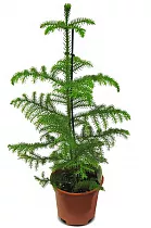 Араукария Хетерофилла - Araucaria D18 H90